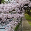 今年の桜