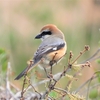 鳥撮散歩　取りあえず馬入ふれあい公園