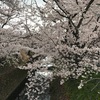 京都四条河原町。。鴨川沿いの桜。