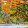 南信州《下伊那郡平谷村R153治部坂峠》　紅葉の山々　2024.11.4