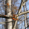 ぬかるむ野幌森林公園