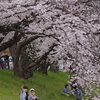 お花見（桜まつり）