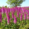 やまぐちフラワーランドの花木風景（30）：山口県柳井市