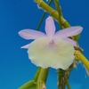 Dendrobium polyanthum`Sachiyo ' 、　'Houri' , 'Shiwaku'
