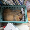 猫の人助け、経済効果。