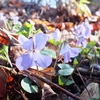 土岳　頂上の山桜など