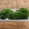 鉢の大きさを表す号数とは。苔鉢-176