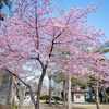 【宗吾霊堂】静かな宗吾霊堂で鮮やかな河津桜に会う  February 2020