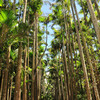 東南植物楽園