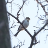 カシラダカ・シメ・アオジ・ジョウビタキ・ユリカモメ(大阪城野鳥探鳥20211225 6:35-12:45)