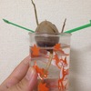 アボカドの育て方。種を水に付けるだけで根が出て芽が出ました。植え替えれば観葉植物！