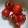 中玉トマト大小６個収穫しました！