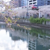 京急　大岡川の桜　２０１９　その６