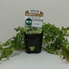雪に埋もれてどうなった？　リシマキア