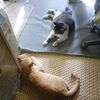 彼岸も過ぎ　終末の為の終末