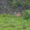 はぐれ子鹿。