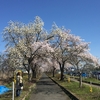 「高畠桜の名所を巡るサイクリングツアー」に参加した話