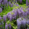 あっちもこっちも藤の花の盛り