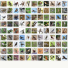 My野鳥図鑑が、2024年末で累計229種（陸鳥118種、水鳥・猛禽類111種）になった。