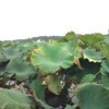  手賀沼のハス（秋）