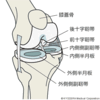 改定版　膝のケガ予防　解剖学の予備知識　意識付け