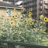 向日葵