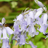 ブルーベル　スパニッシュ　Hyacinthoides hispanica