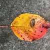 （紹介：植物）西新宿4丁目路地裏の落ち葉を紹介します