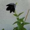 黒ユリの花(^^♪