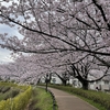 地元の桜詣で