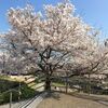 新米広島県民が振り返る今年の桜見物