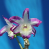 Dendrobium Hamana Lake 'Prism' 