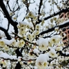 白梅が咲いた