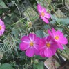 庭で咲く秋の花