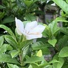 ●昨日は猛暑日さいたま30℃、今日はすがすがしい朝です。　　　●駒師・桐月（とうげつ）