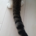 しましましっぽ