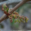 ドクウツギの雄花序　　ドクウツギ科　毒空木　2009/5/6