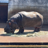 霊長類ほぼ最弱の男が最強の陸生動物と戦う東山動植物園