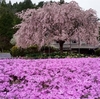 芝桜　関西名所３か所　巡り　その３　花のじゅうたん　兵庫県　三田市