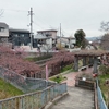 淀の河津桜