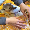 自然療法の日