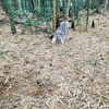 犬と一緒にタケノコ狩り