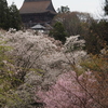 2026年4月2日(木)　桜爛漫の吉野山、花をたっぷり観られるルートを歩く!!