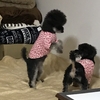 ドキドキの取っ組み合いと乱入で・・・　11月23日（2021）