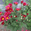 菊の花