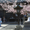 虚空蔵・法輪寺の桜