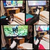 テレビを見る犬