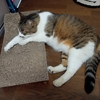 【猫の毛色】うちのキジは縞三毛なのか