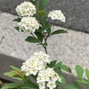 （紹介：植物）十二社通りで白いコデマリ（小手毬）を見つけたよ