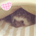 ハリカピDAYS☀